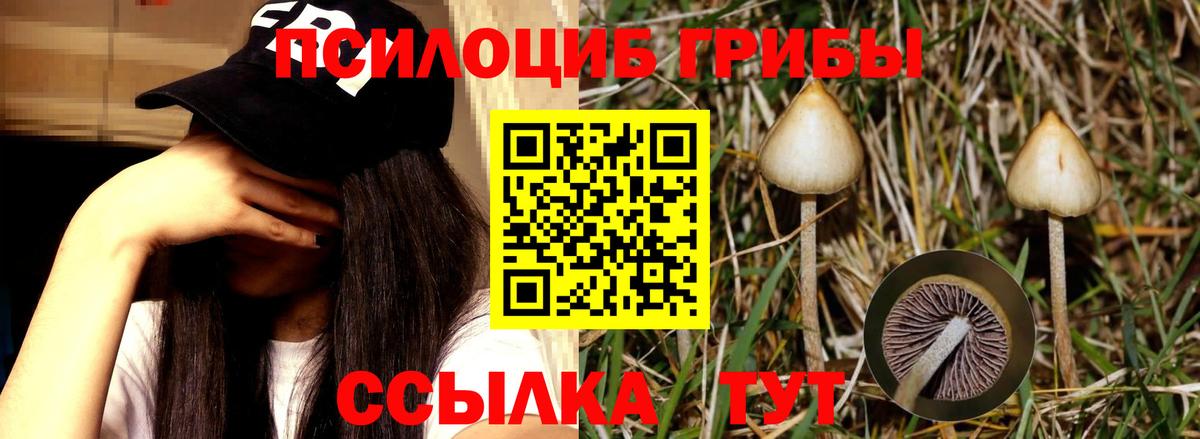 Галлюциногенные грибы прущие грибы Пятигорск
